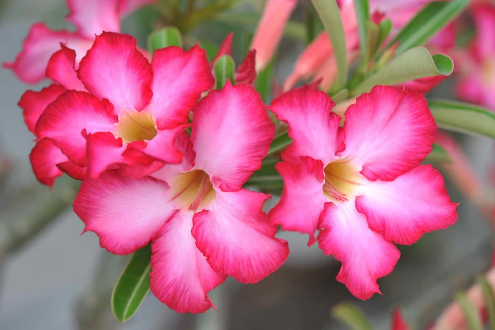 Adenium (Desert Rose)