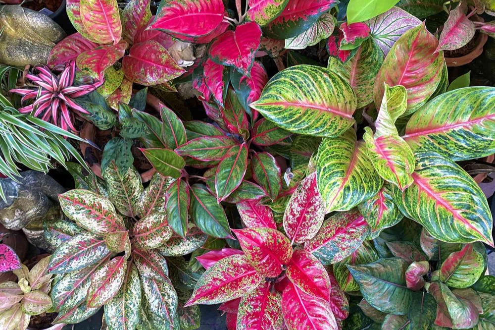 Aglaonema (Chinese Evergreen)