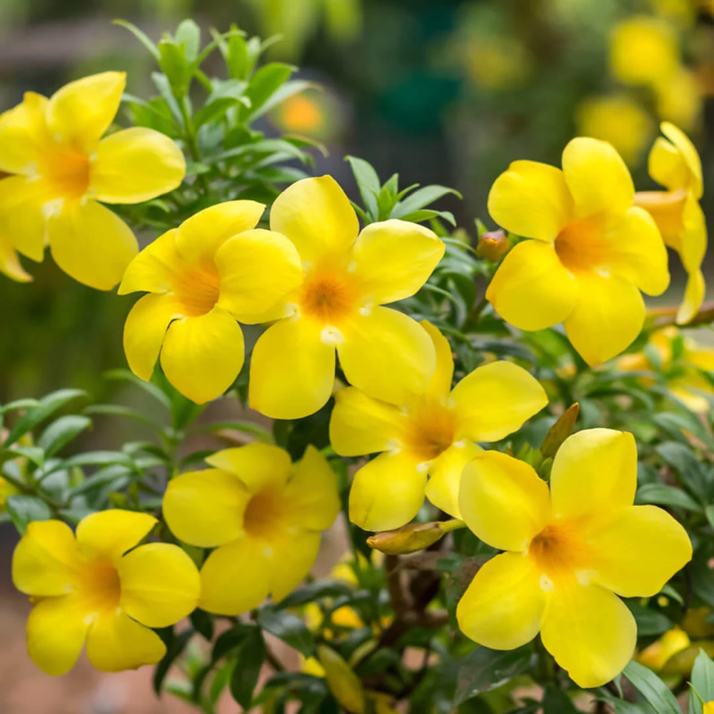 Allamanda (Golden Trumpet)
