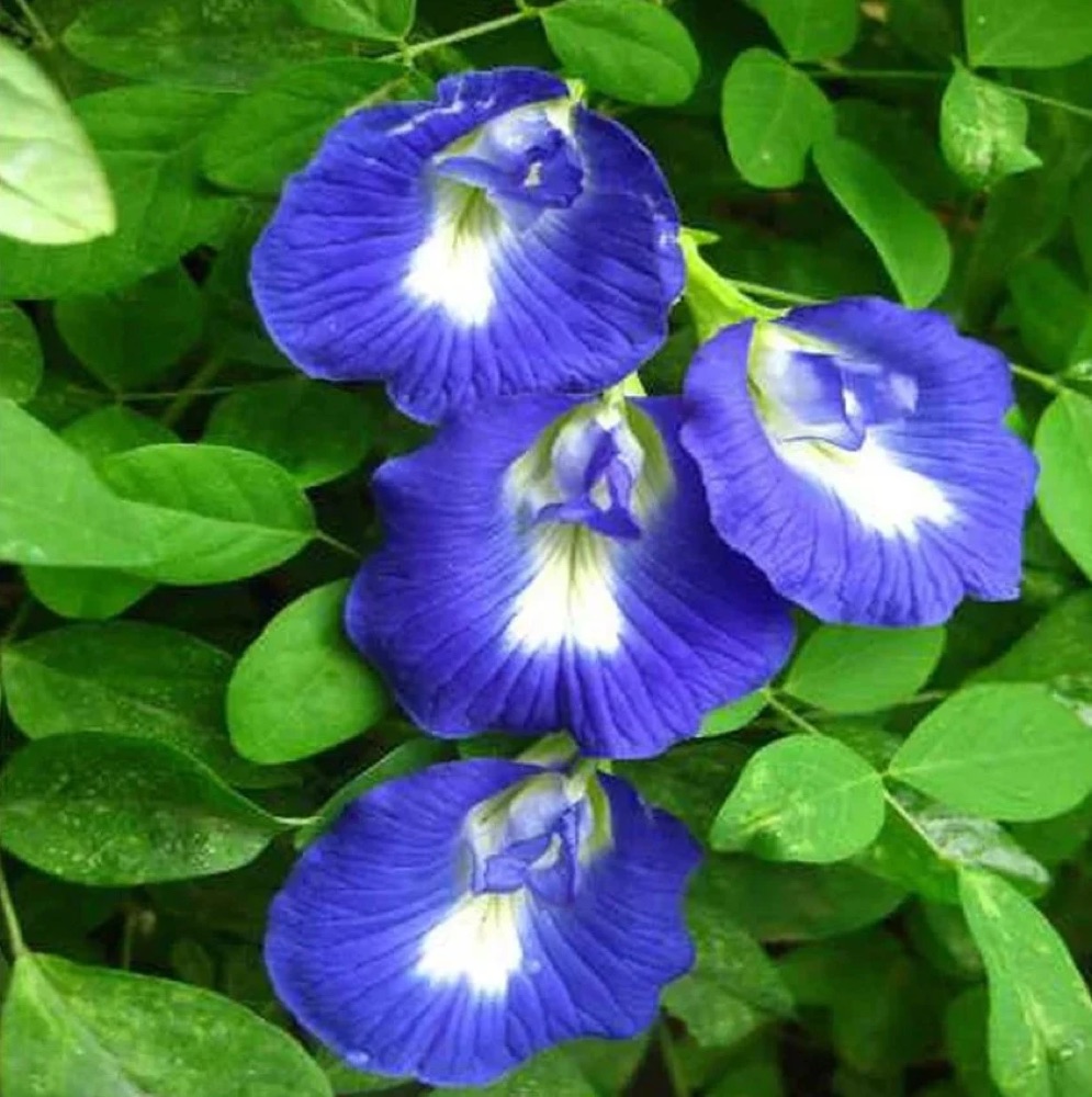 Aparajita (Butterfly Pea)
