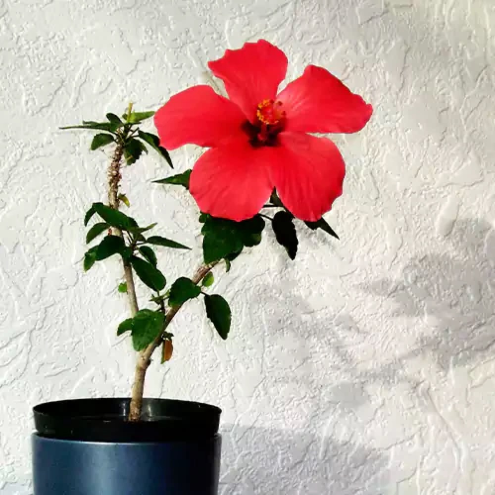 Big-Flower Red Hibiscus