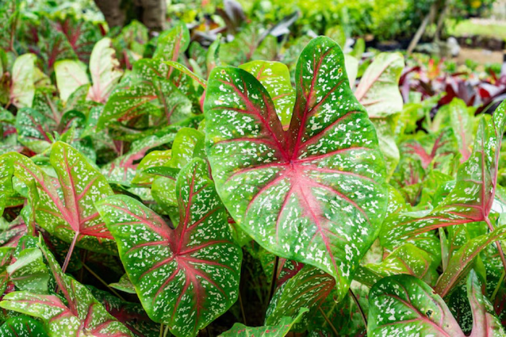 Caladium (Angel Wings)