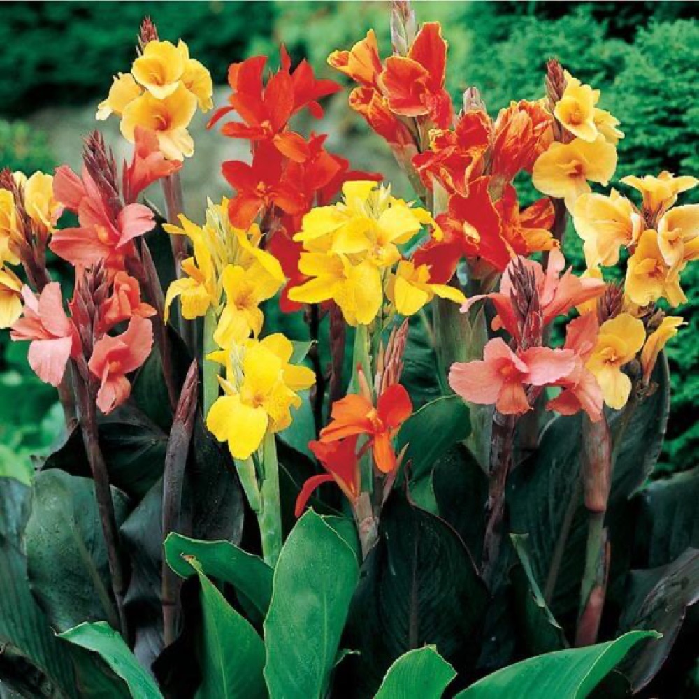 Canna Lily