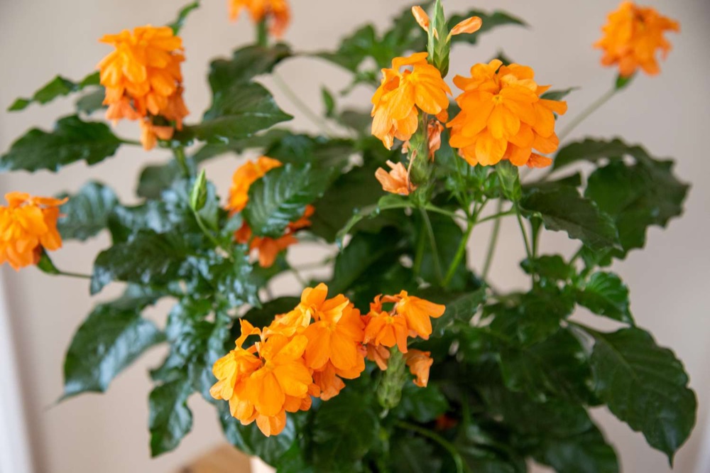 Crossandra (Aboli)