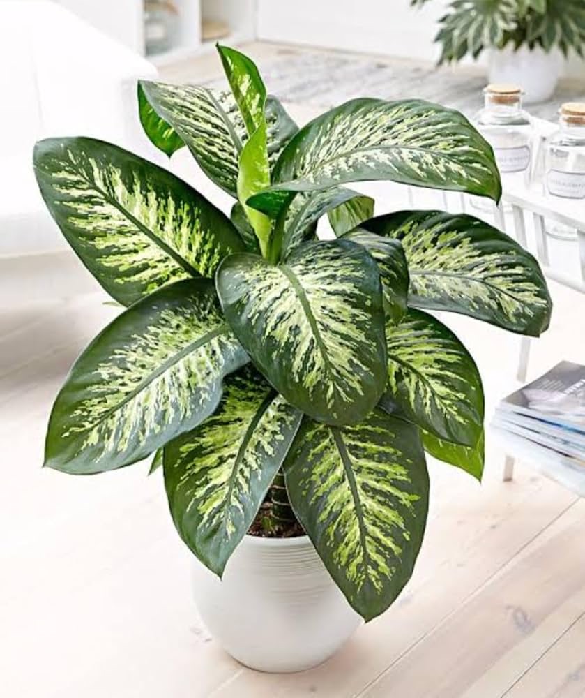 Dieffenbachia (Dumb Cane)