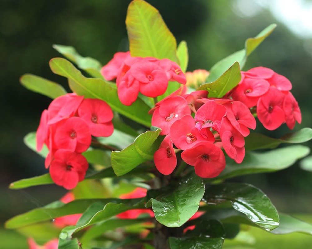 Euphorbia Milii (Crown of Thorns)