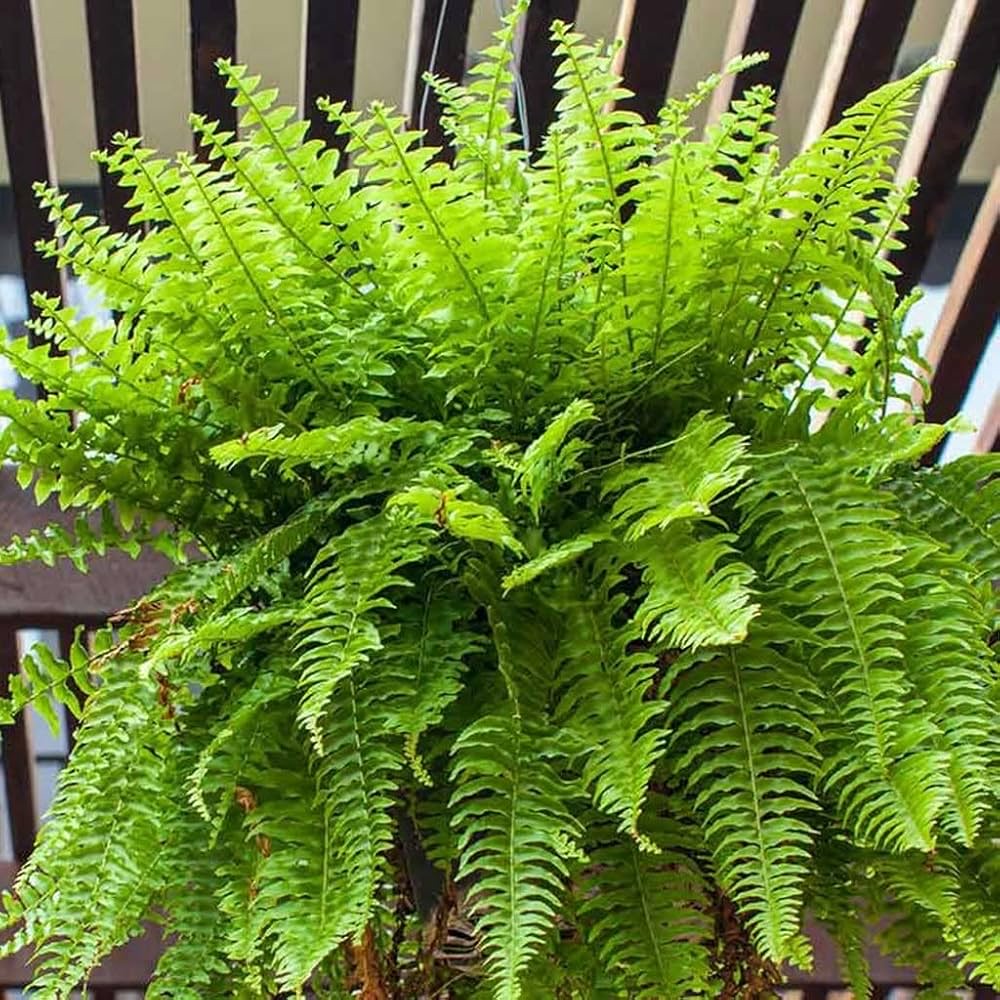 Boston Fern