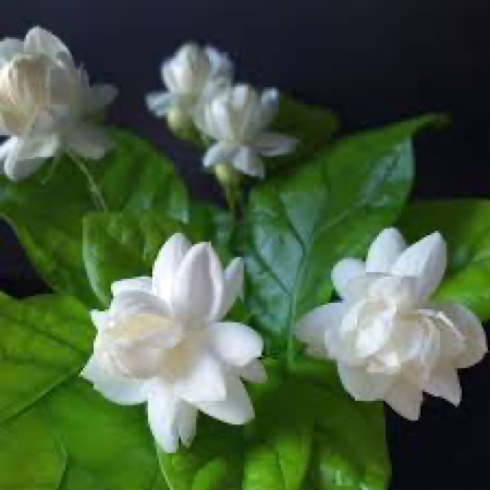 Mogra (Arabian Jasmine)