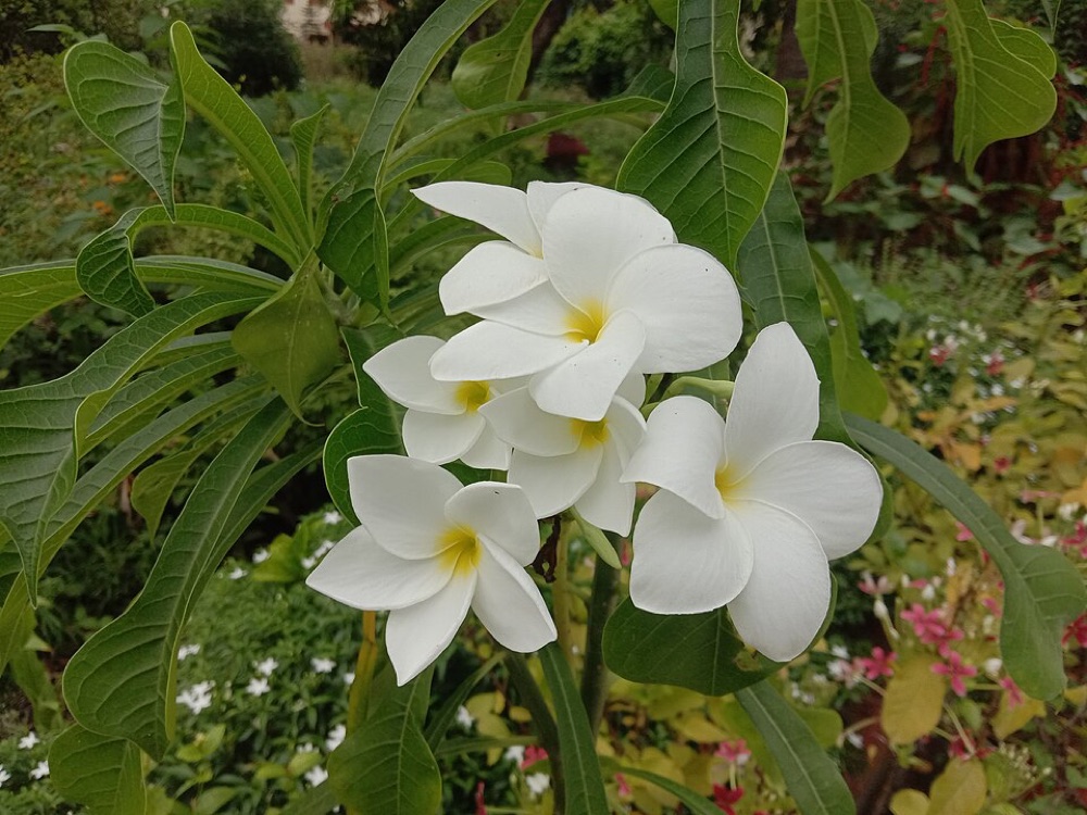 White Frangipani (Nag Champa)