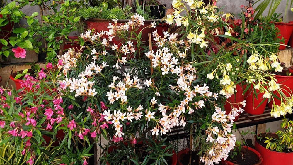 Oleander