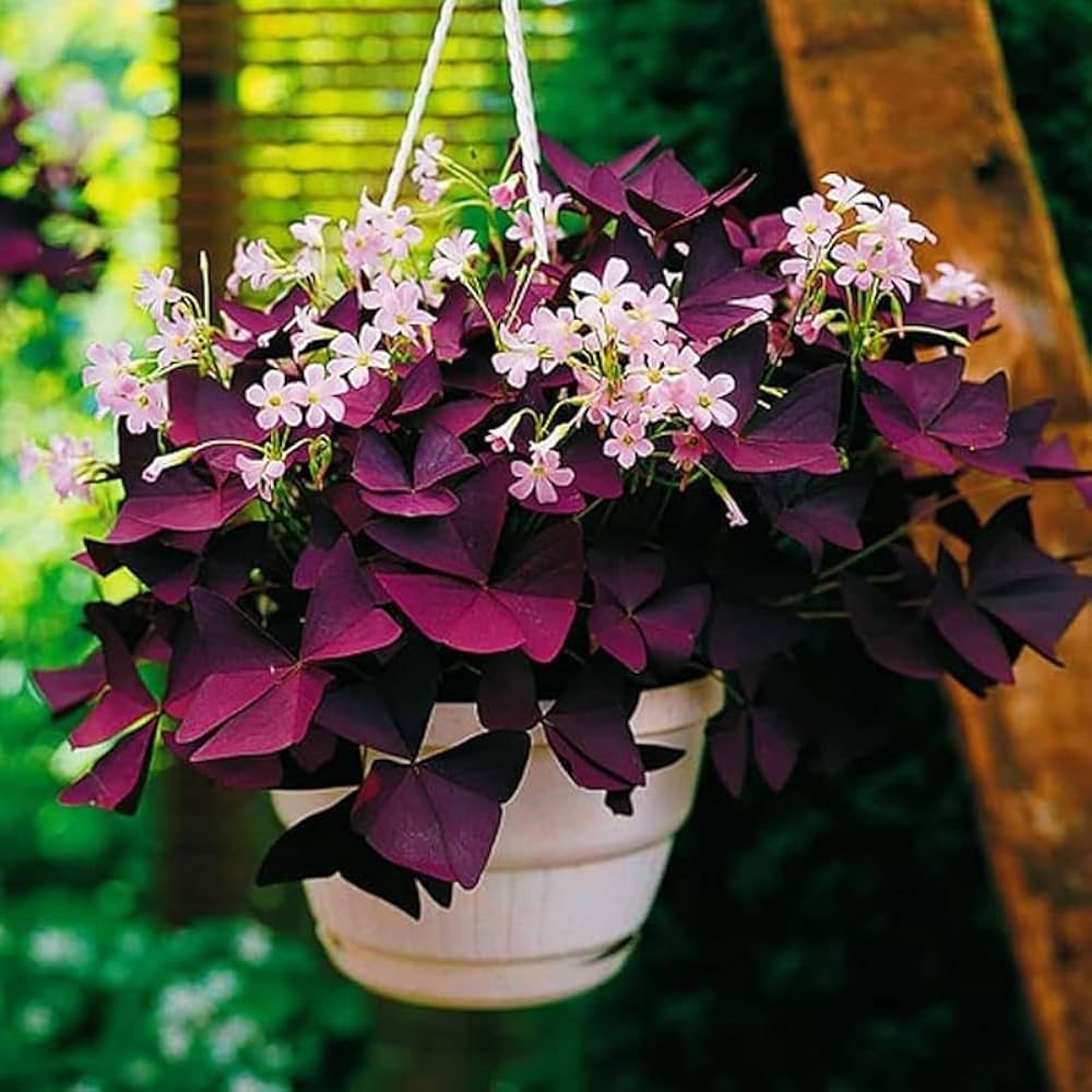 Oxalis (Purple Shamrock)