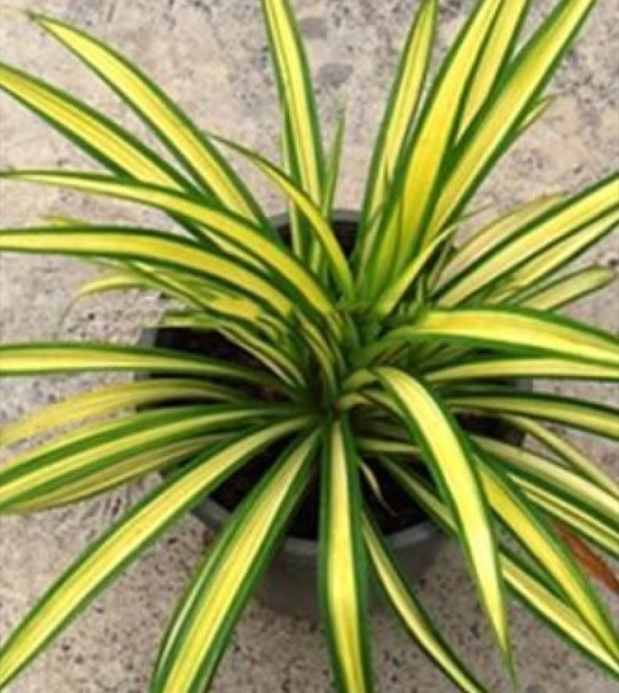 Pandanus (Screw Pine)
