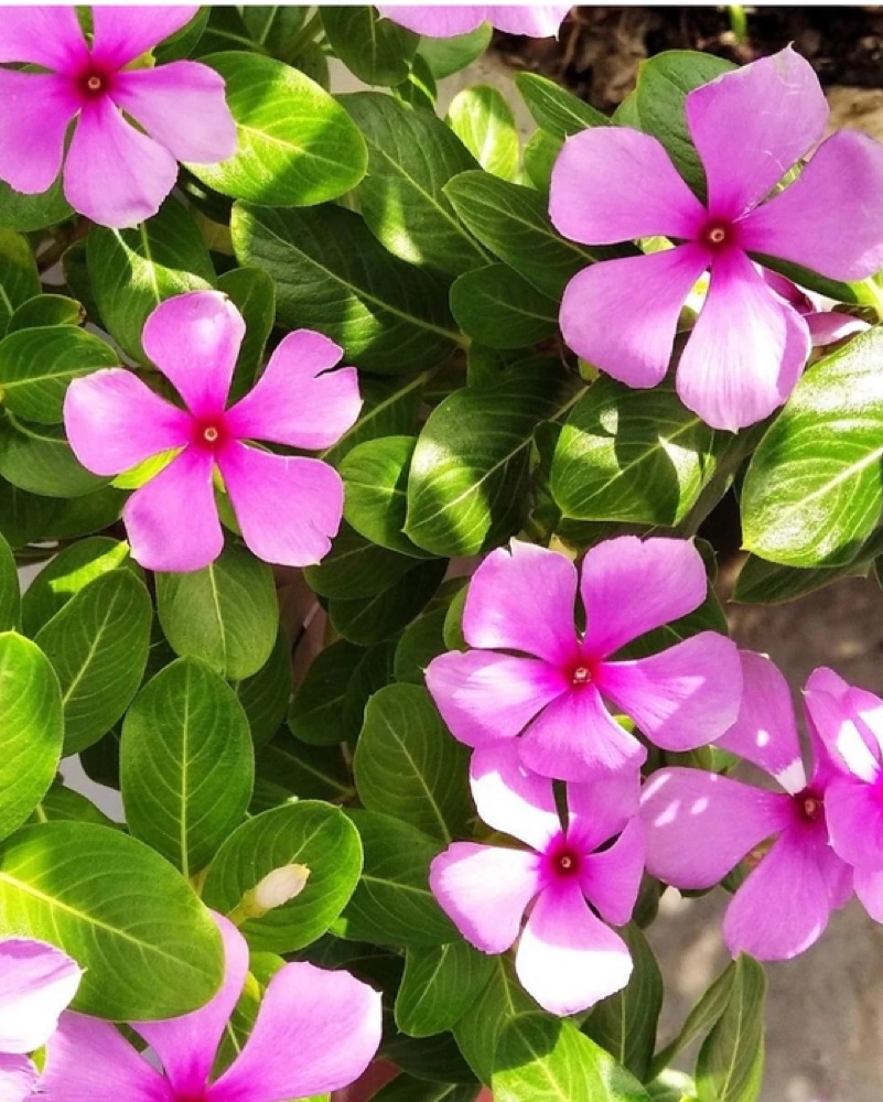 Periwinkle