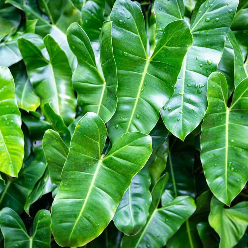 Philodendron