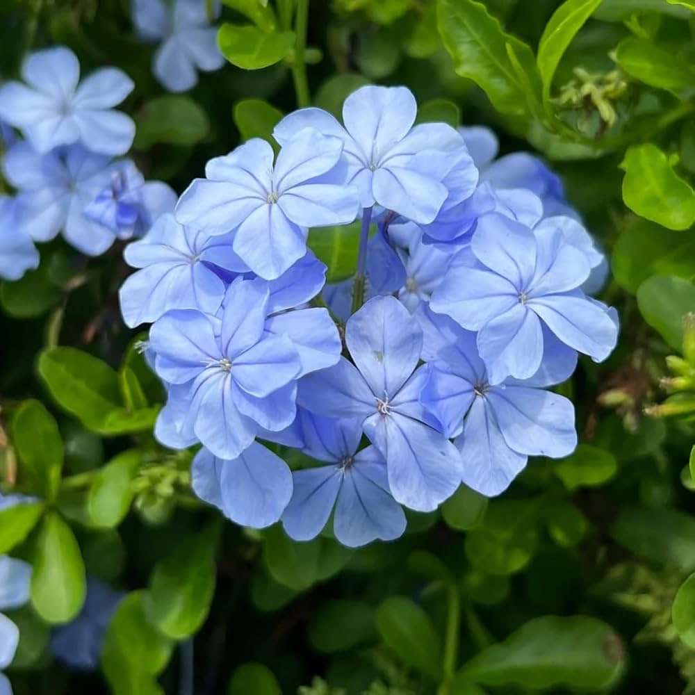 Plumbago (Cape Leadwort)