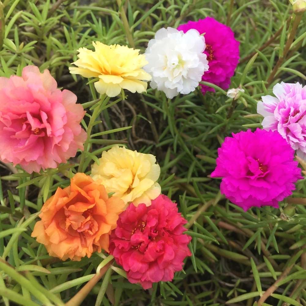 Portulaca (Moss Rose)