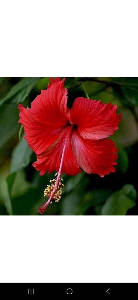 Red Desi Hibiscus