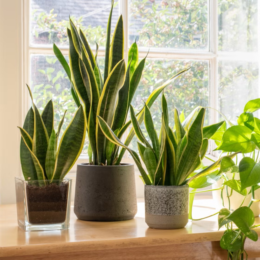 Snake Plant