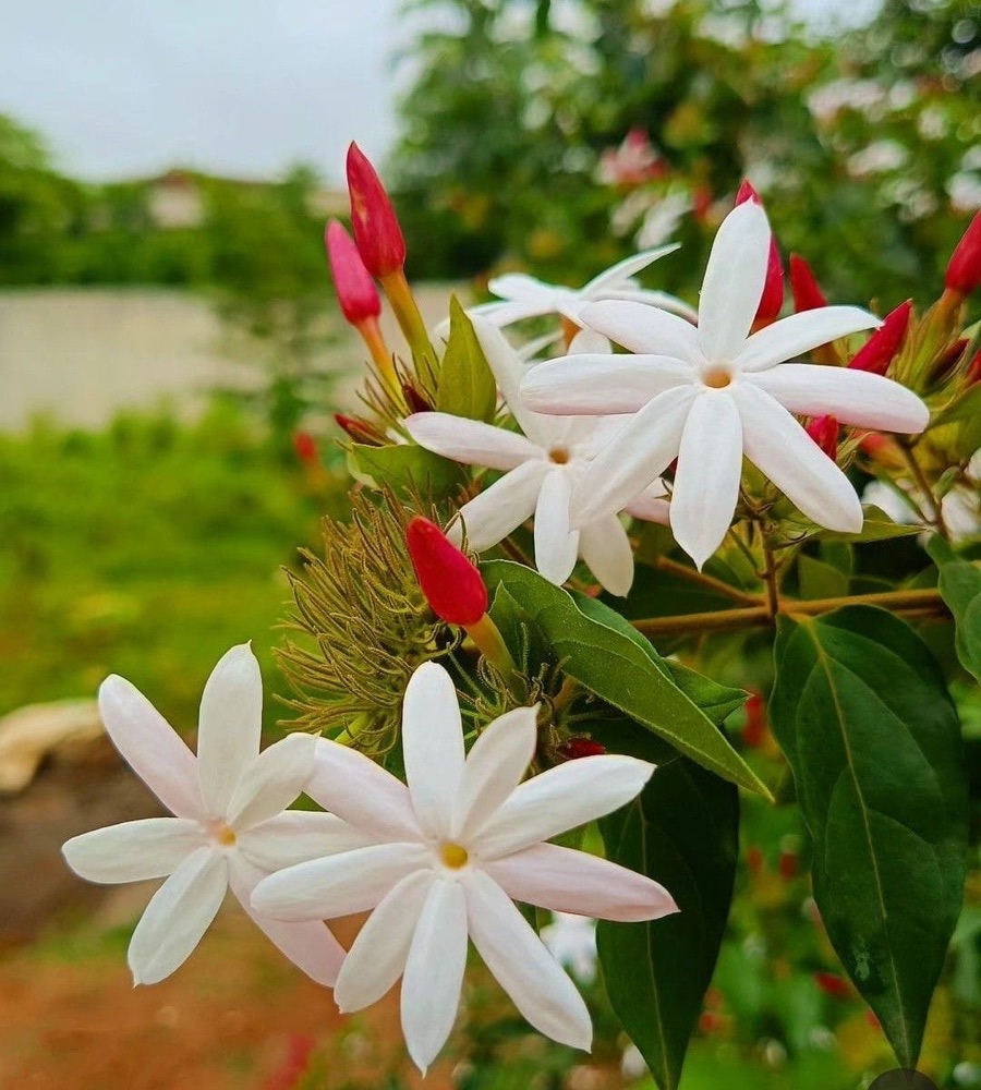 Star Jasmine