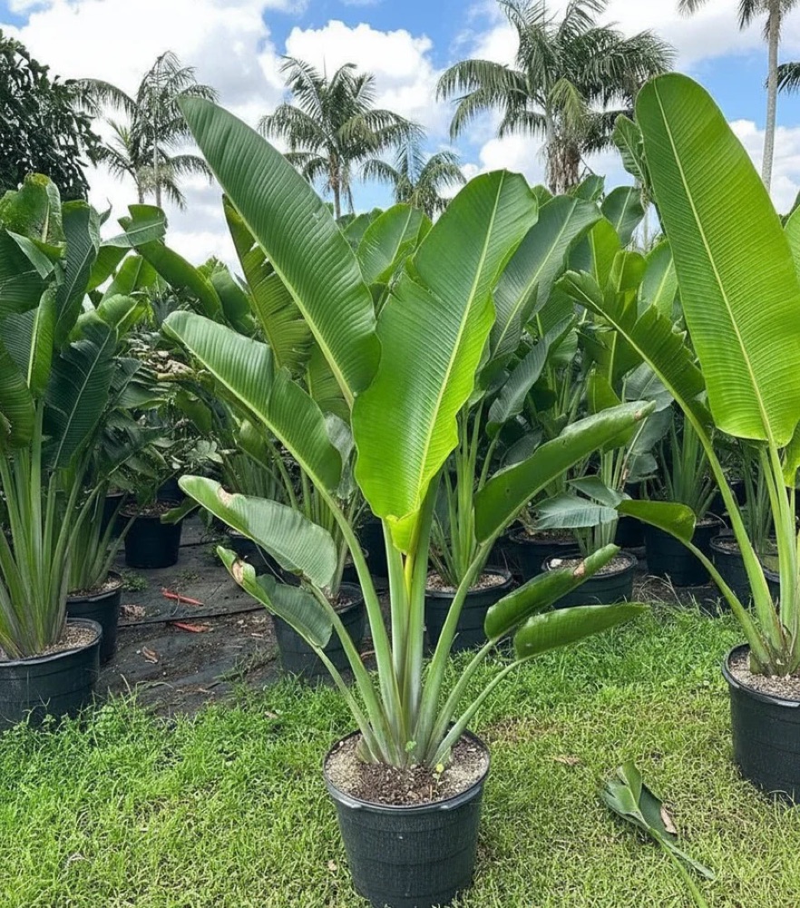 Traveller's Palm