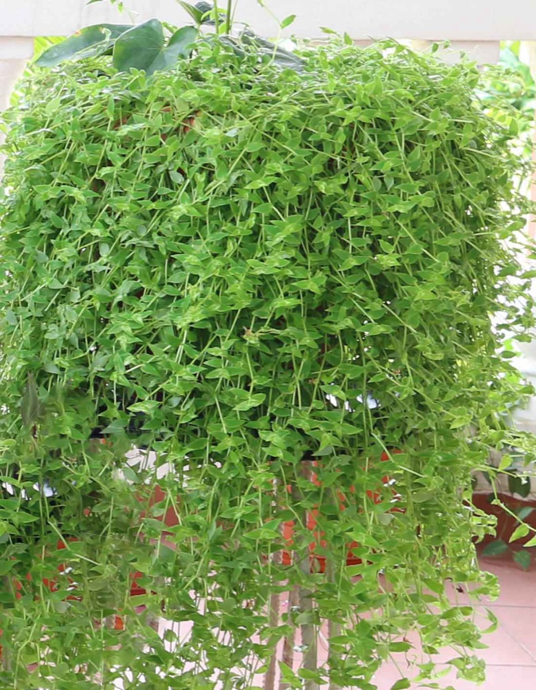 Turtle Vine